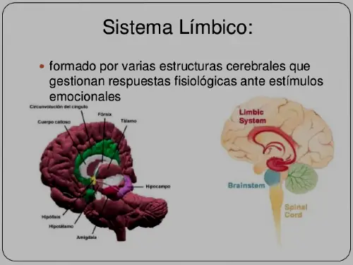 sistema-limbico